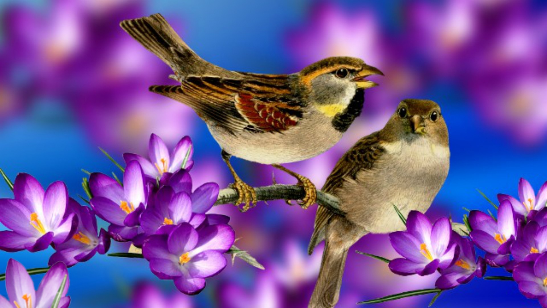 Spring Bird Desktop Wallpaper