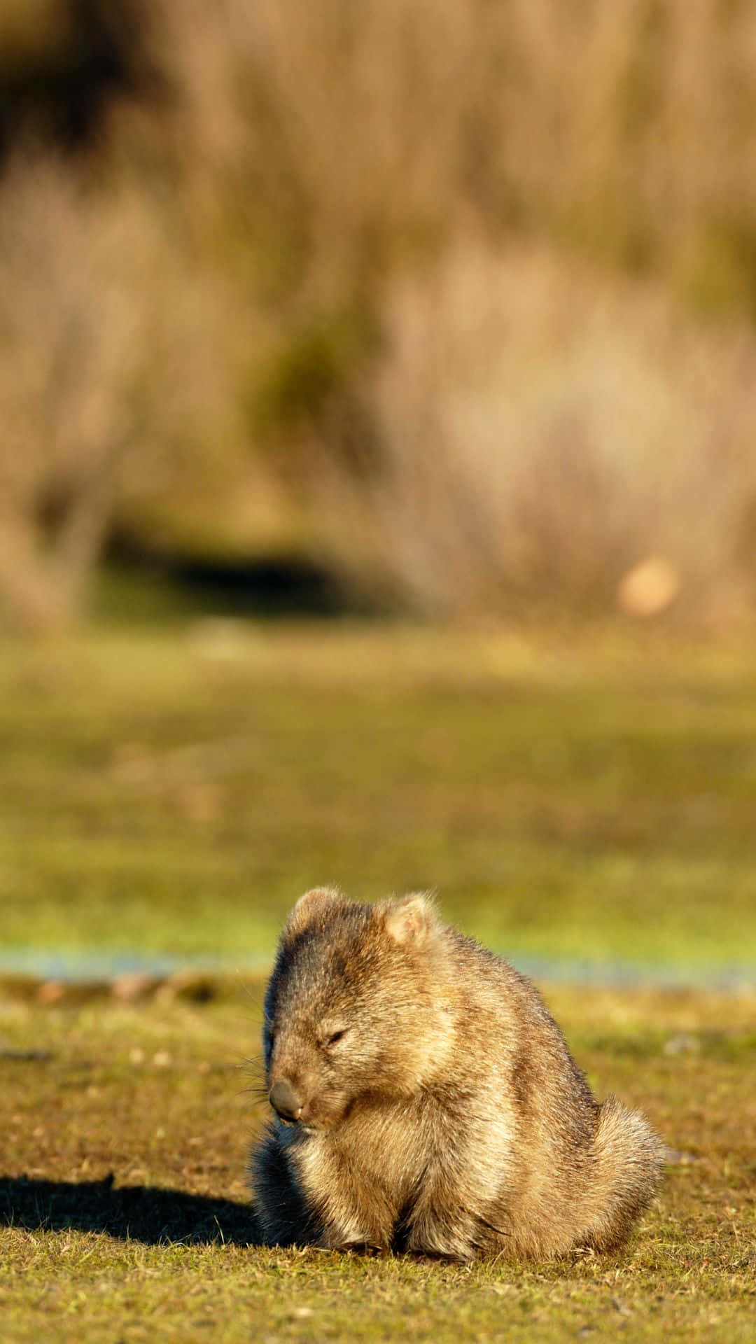 A small, furry wombat sits in a grassy field, eyes closed and seemingly at rest