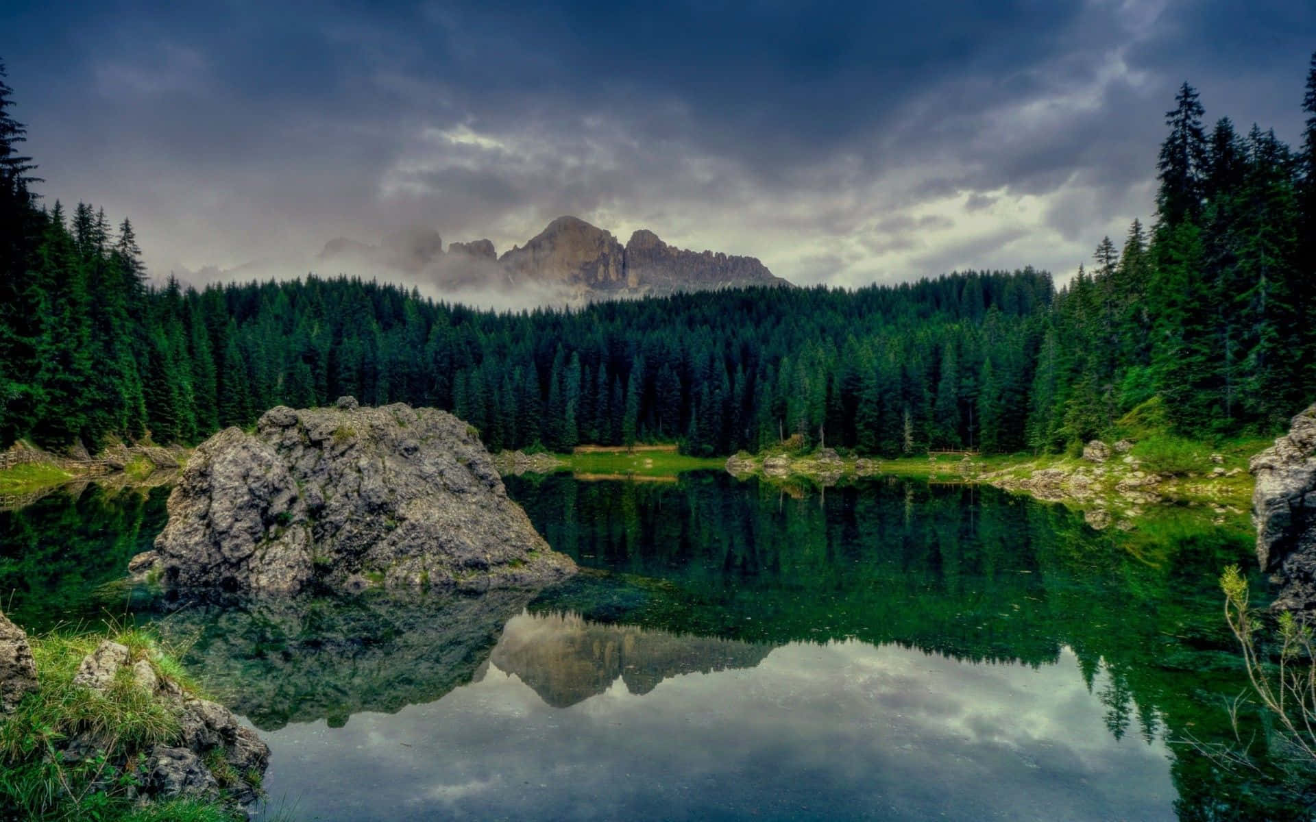 Dark Green Forest Wallpaper