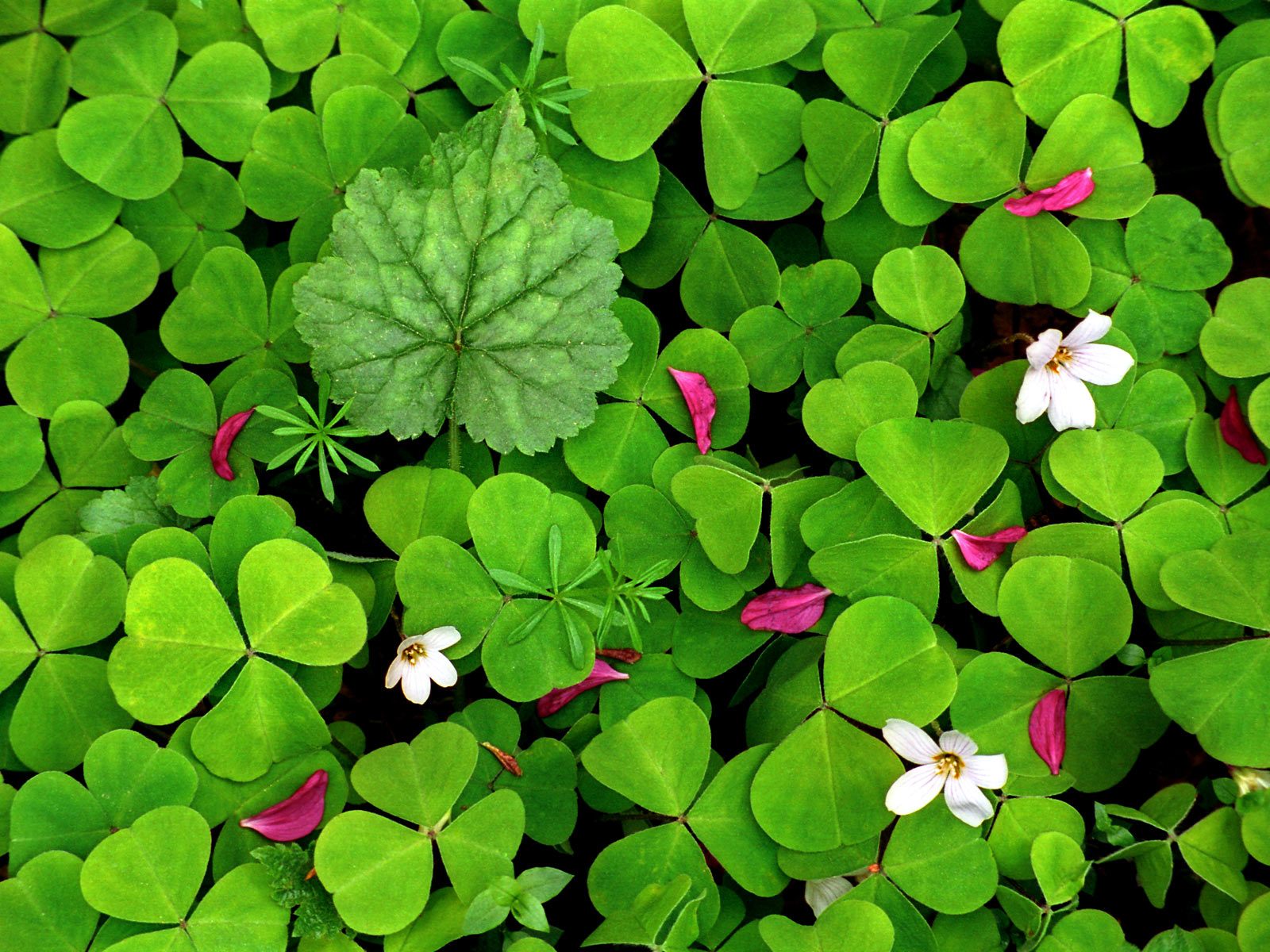 Shamrock Wallpaper Desktop