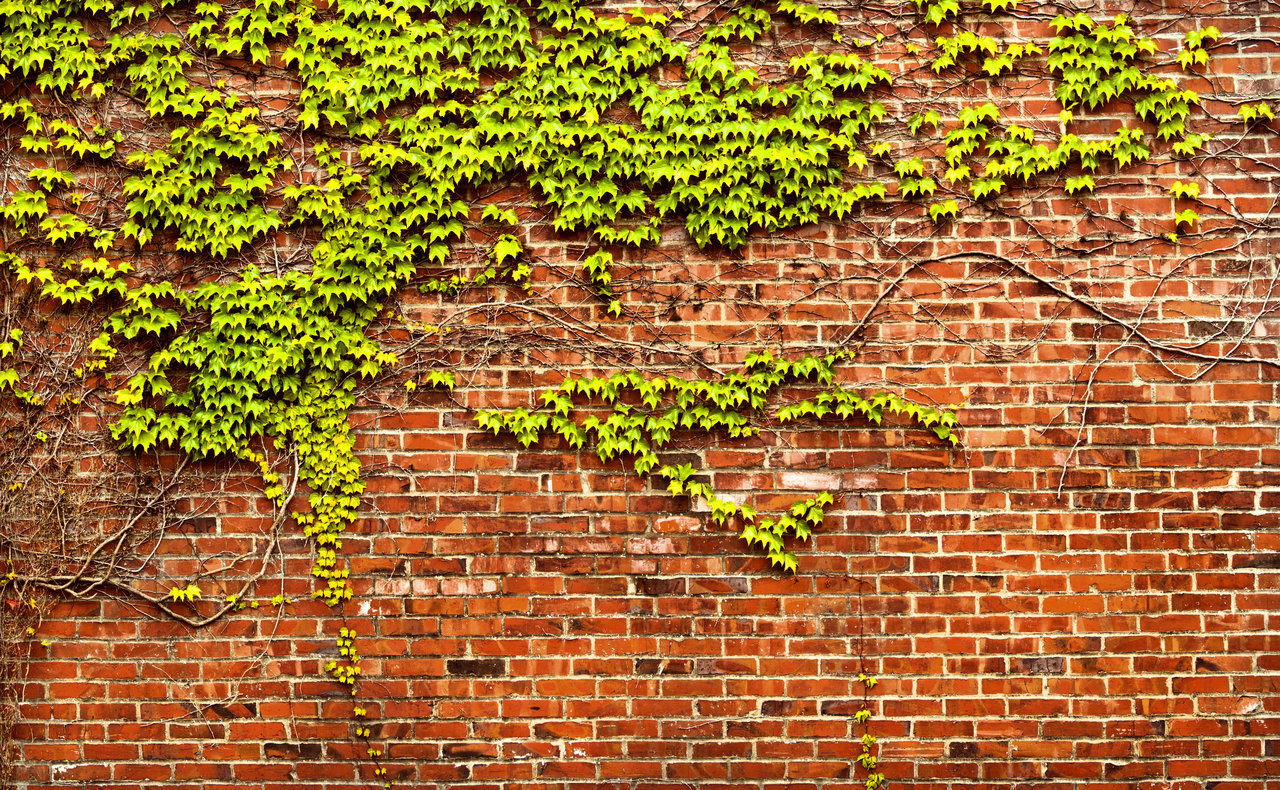 Brick Wall With Ivy Panorama By Happeningstock
