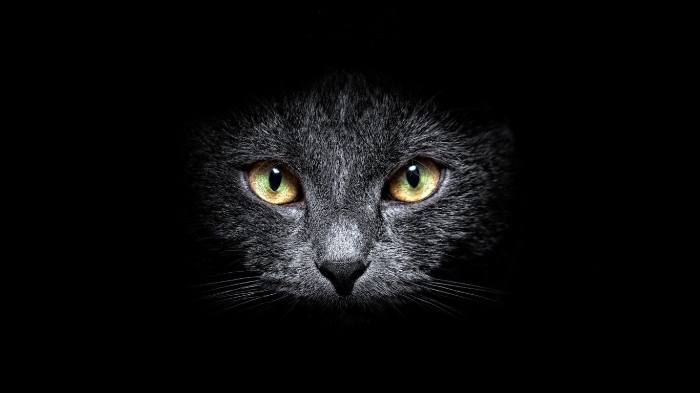 Free download 1366x768 Black Cat in the Dark desktop PC 