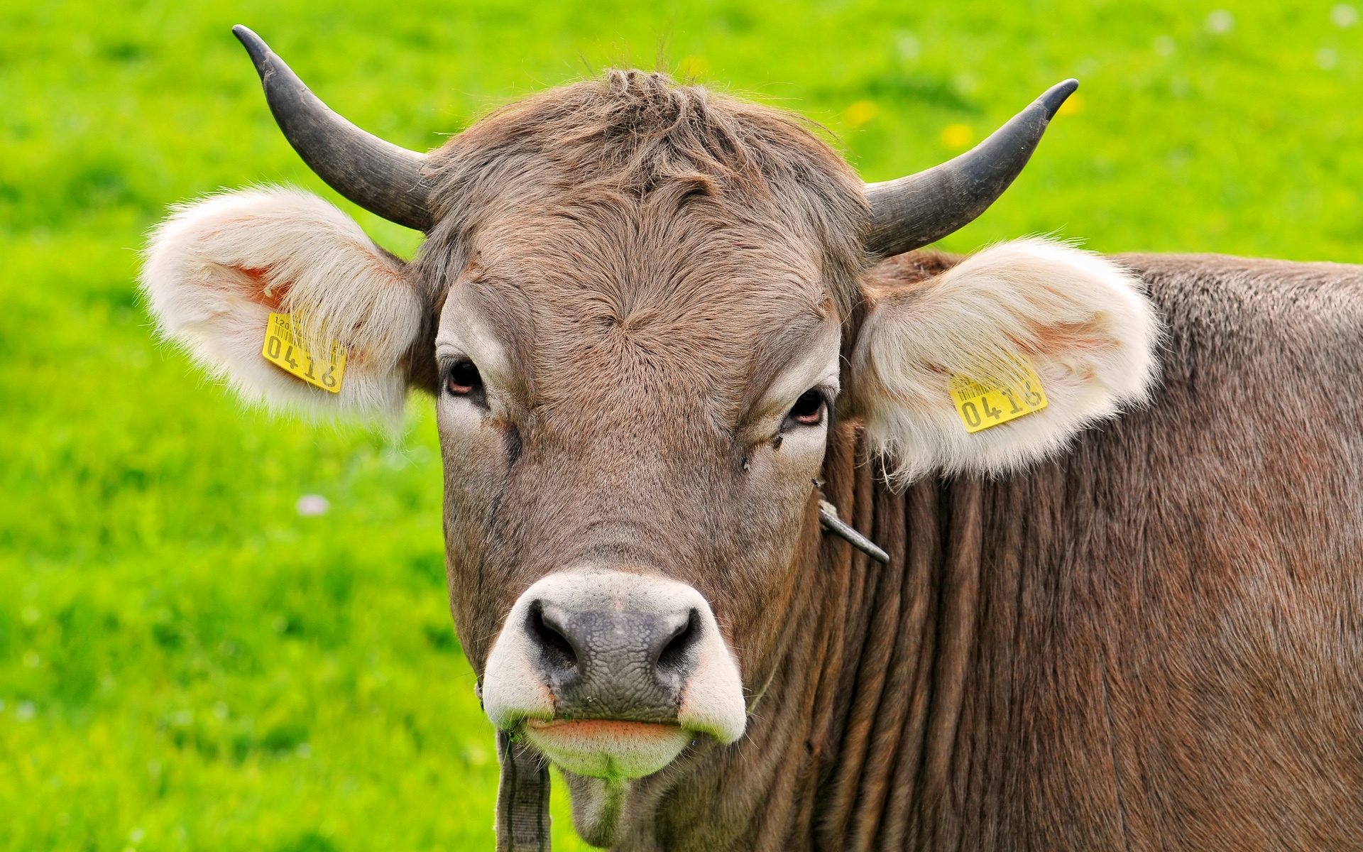 Portrait Of A Gray Brown Cow Wallpaper