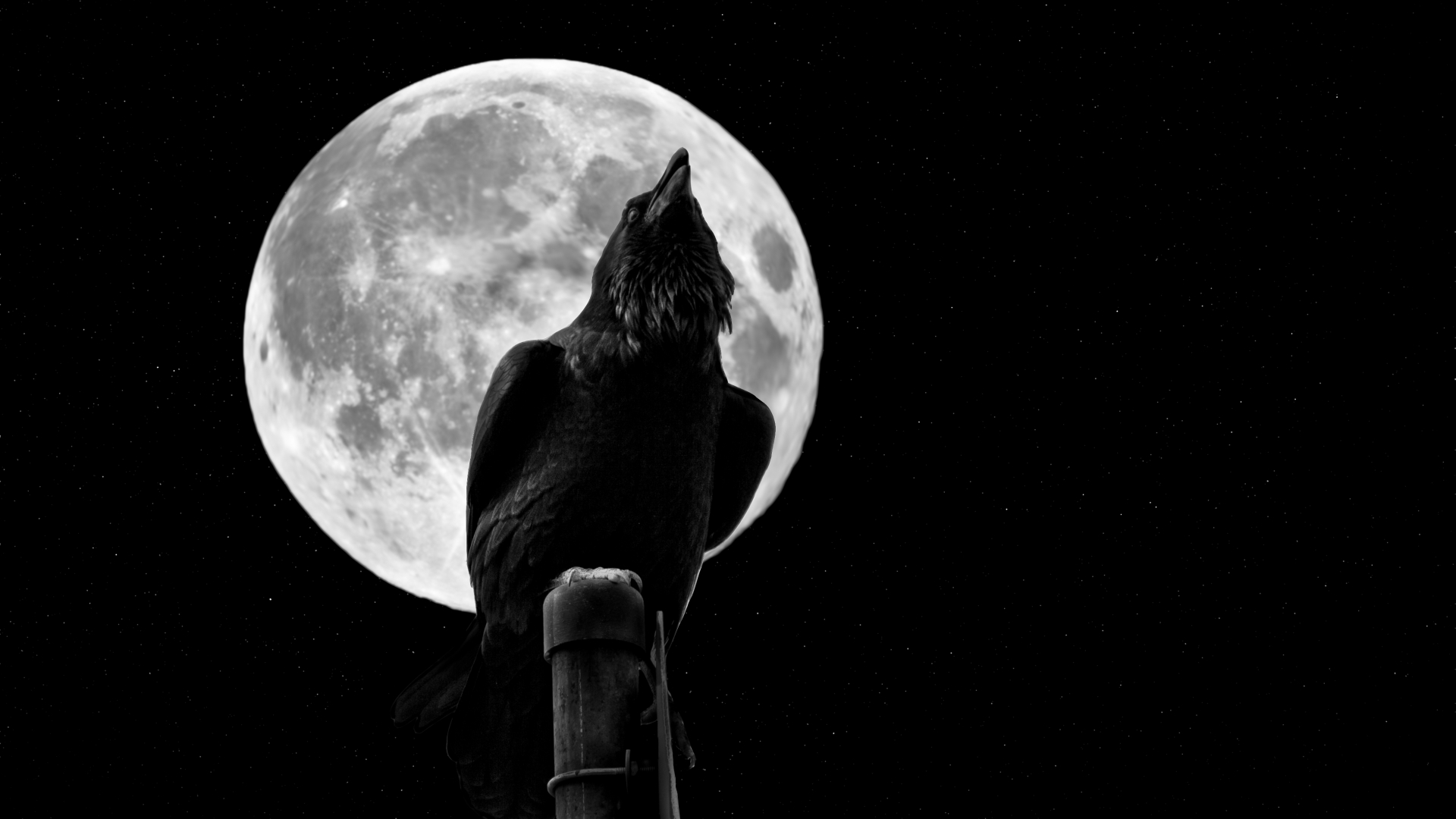 Free Download Animal Crow Wallpaper 1920x1080 For Your Desktop 