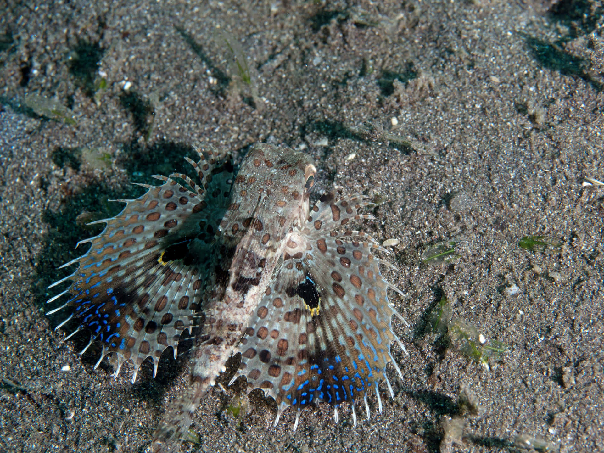 Flying Gurnard Wallpaper