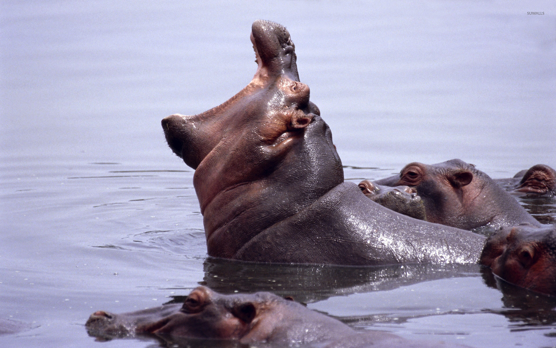 Top Hippopotamus Wallpaper For Full HD