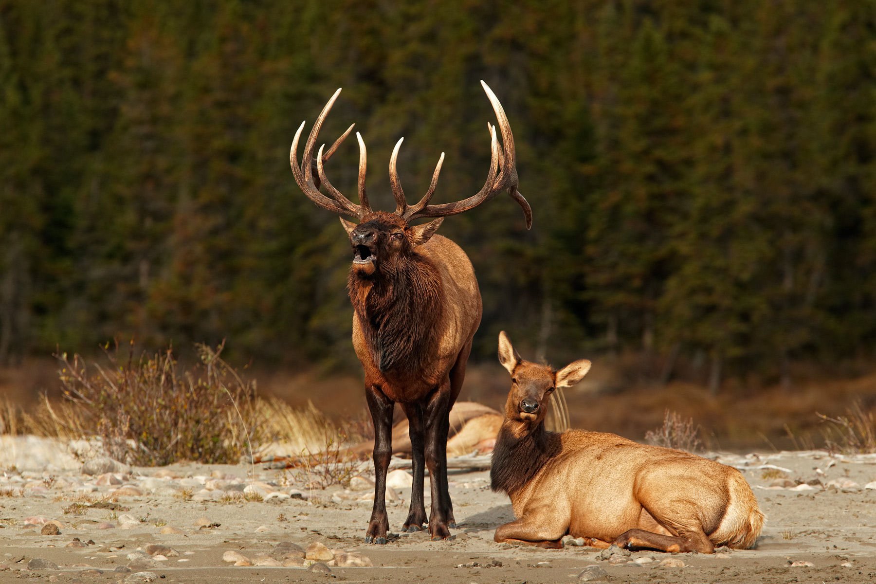 Bull Elk Elks Deer Wallpaper Background