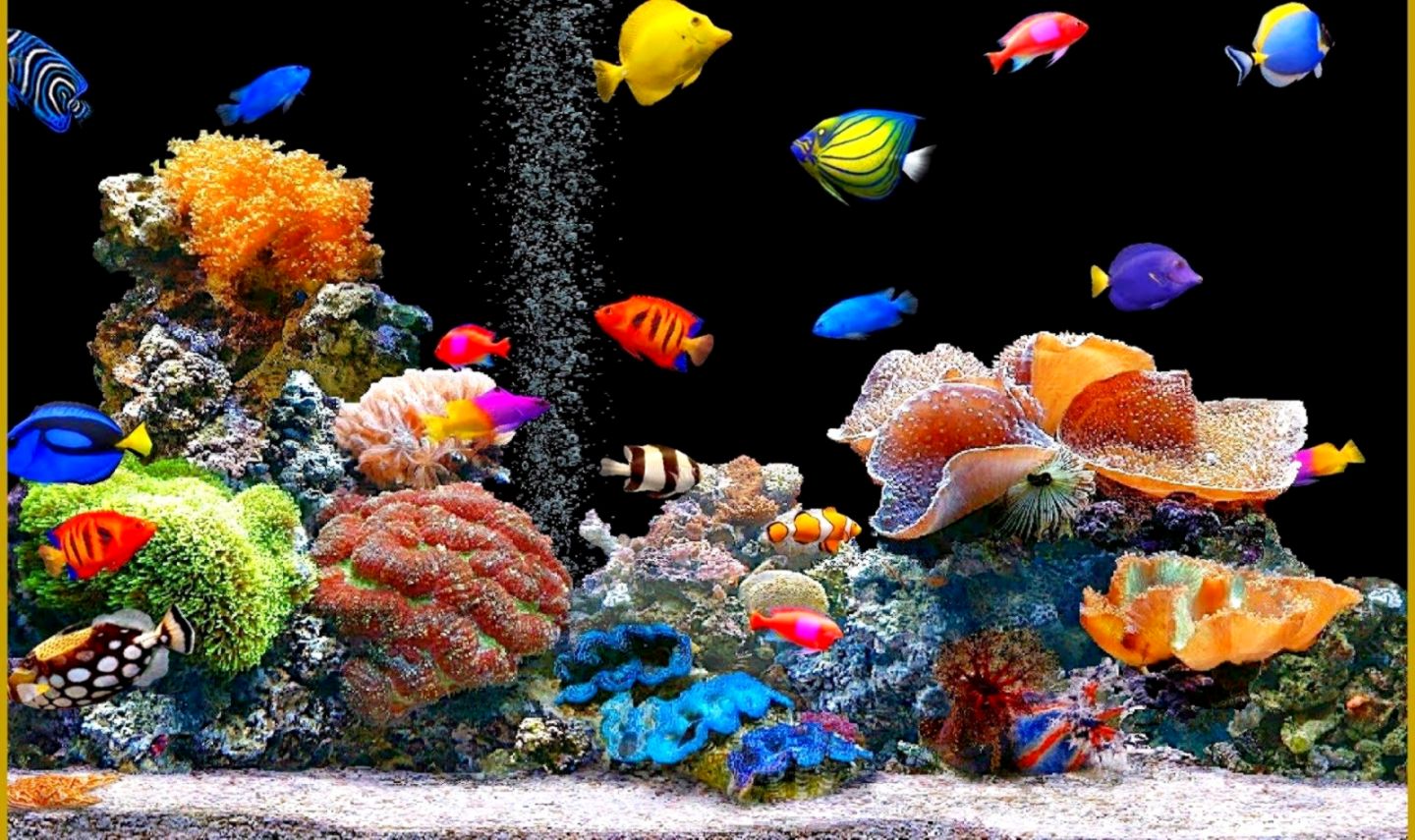 Fish Aquarium Desktop Background Dom Wallpaper