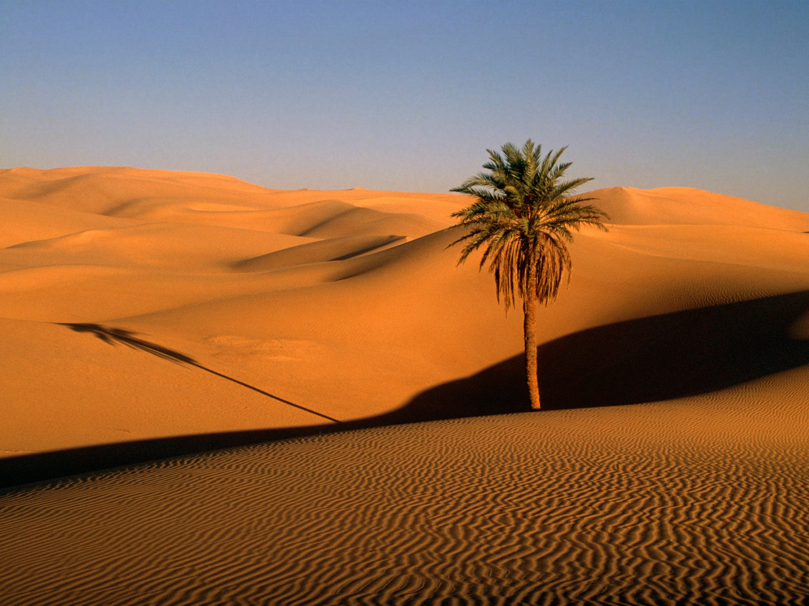 Lone Palm Sahara Desert Photo Wallpaper
