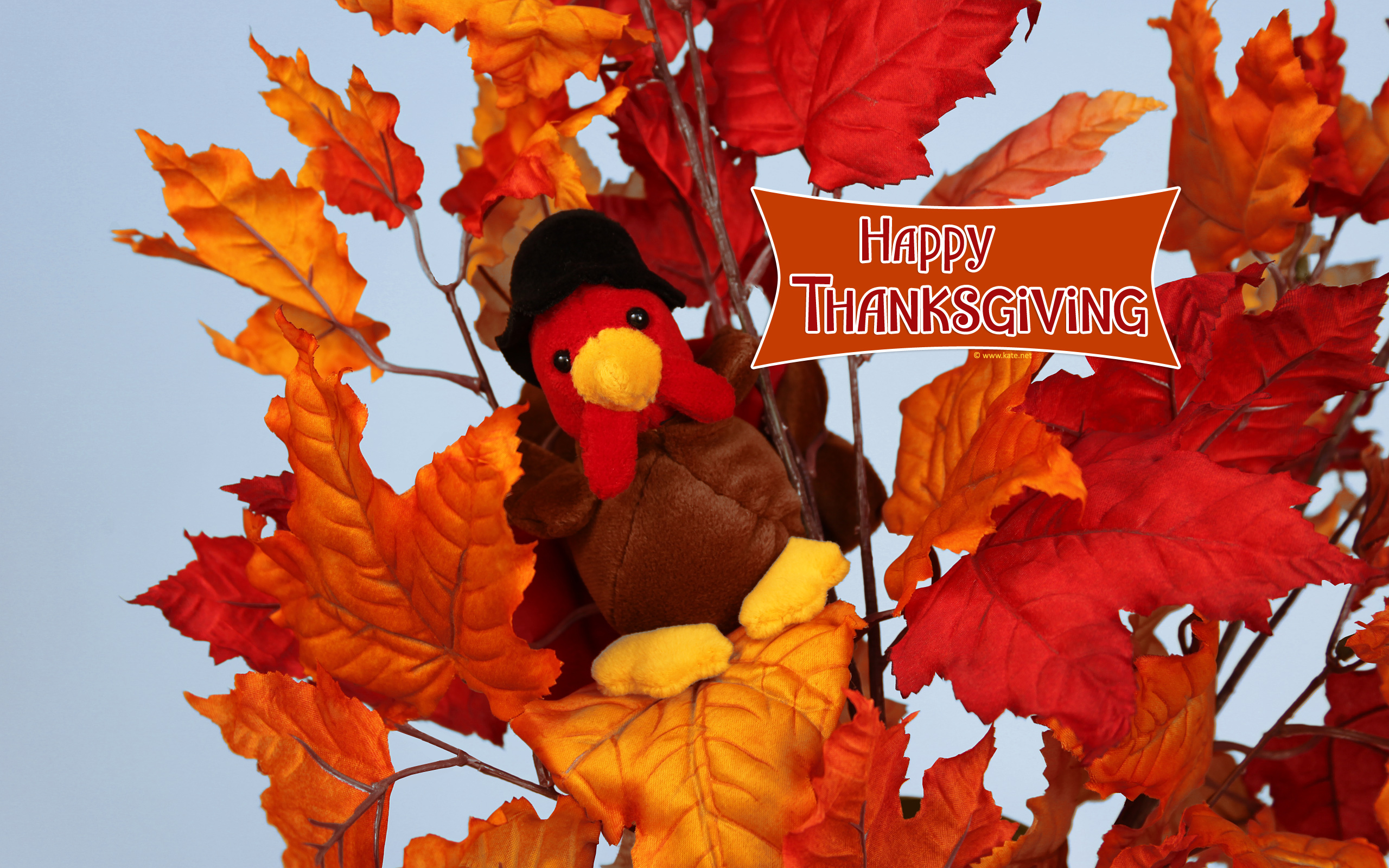 Turkey In Leaves Wallpaper Photos Kate Created