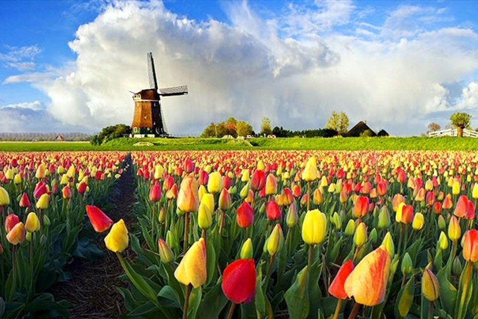 Holland The Paradise Of Tulip And Windmill Most Beautiful