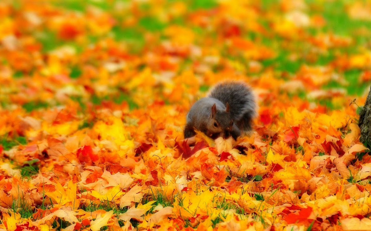 Chipmunk In Autumn Widescreen HD Wallpaper