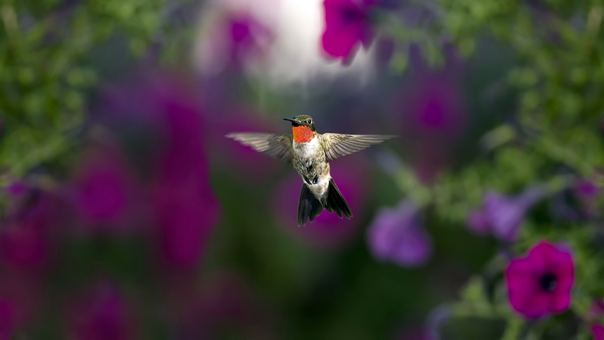 Hummingbird Puter Wallpaper Desktop Background Id
