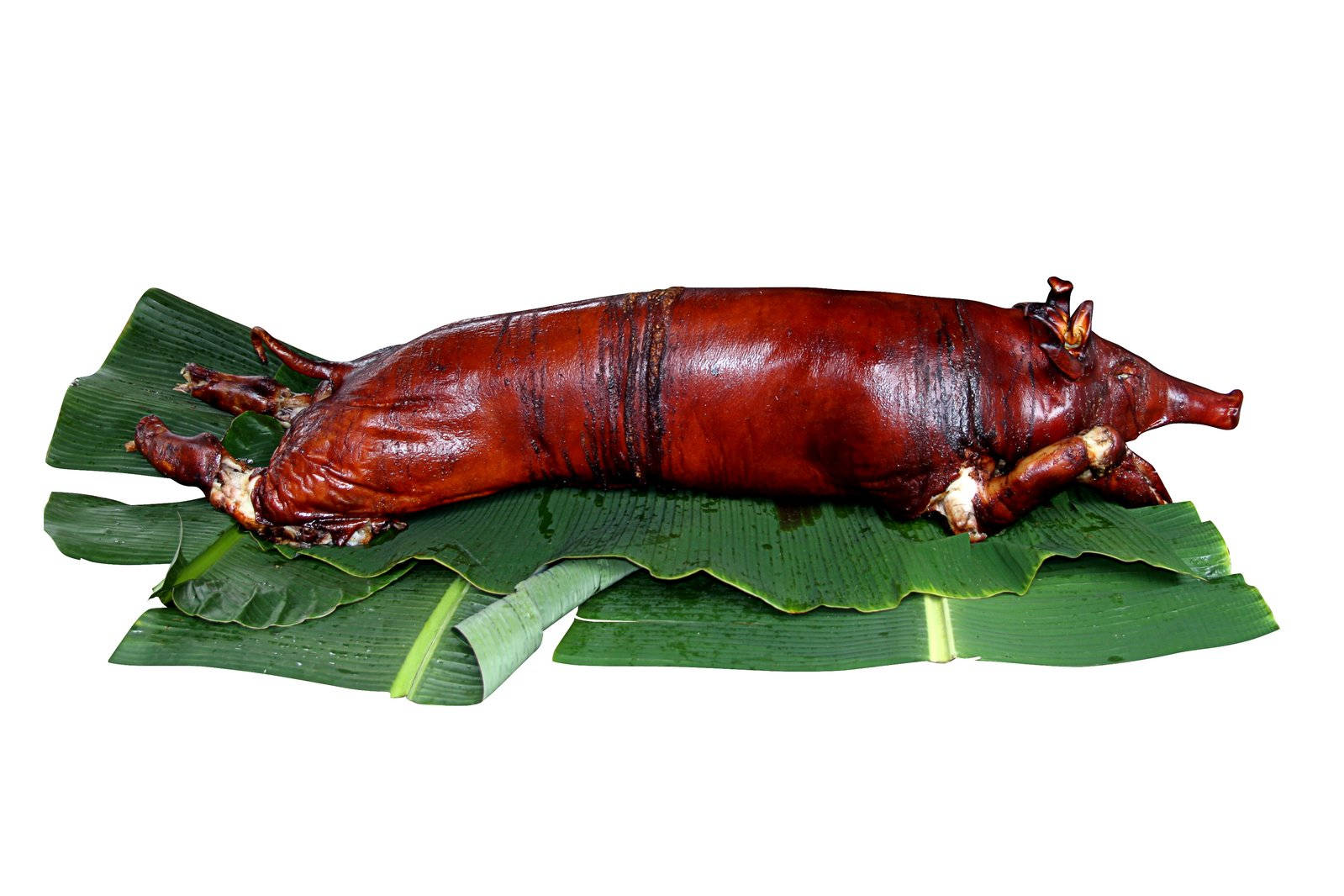 Lechon Picture Wallpaper