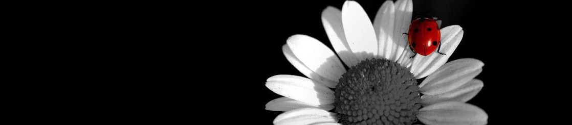  white camomile daisy on black background black and white wallpaperjpg