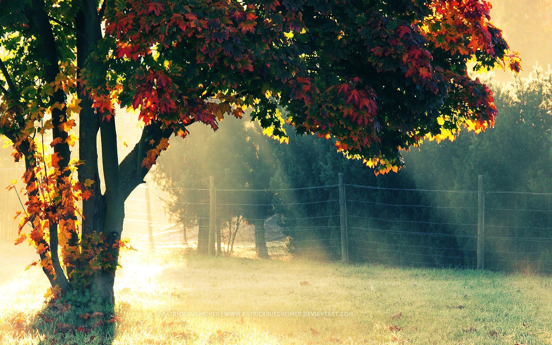 nature Sun Trees Autumn Morning Wallpapers HD Desktop and