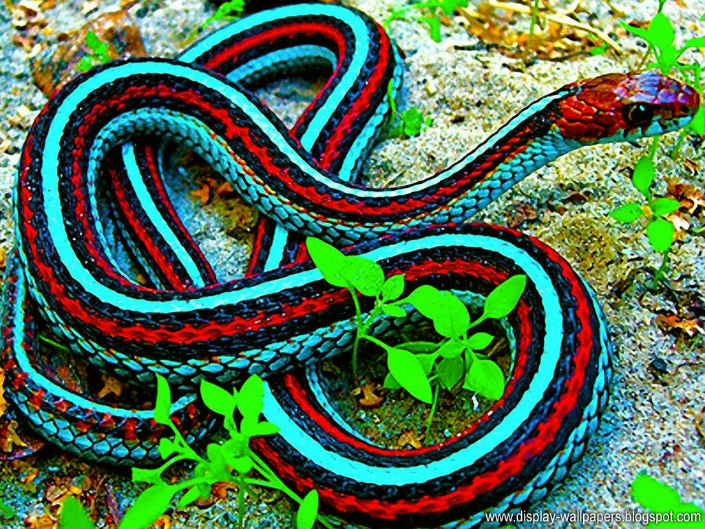 Snake Wallpaper HD Best Background