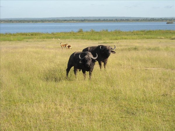 Cape Horn Buffalo With Blue Nile Photo