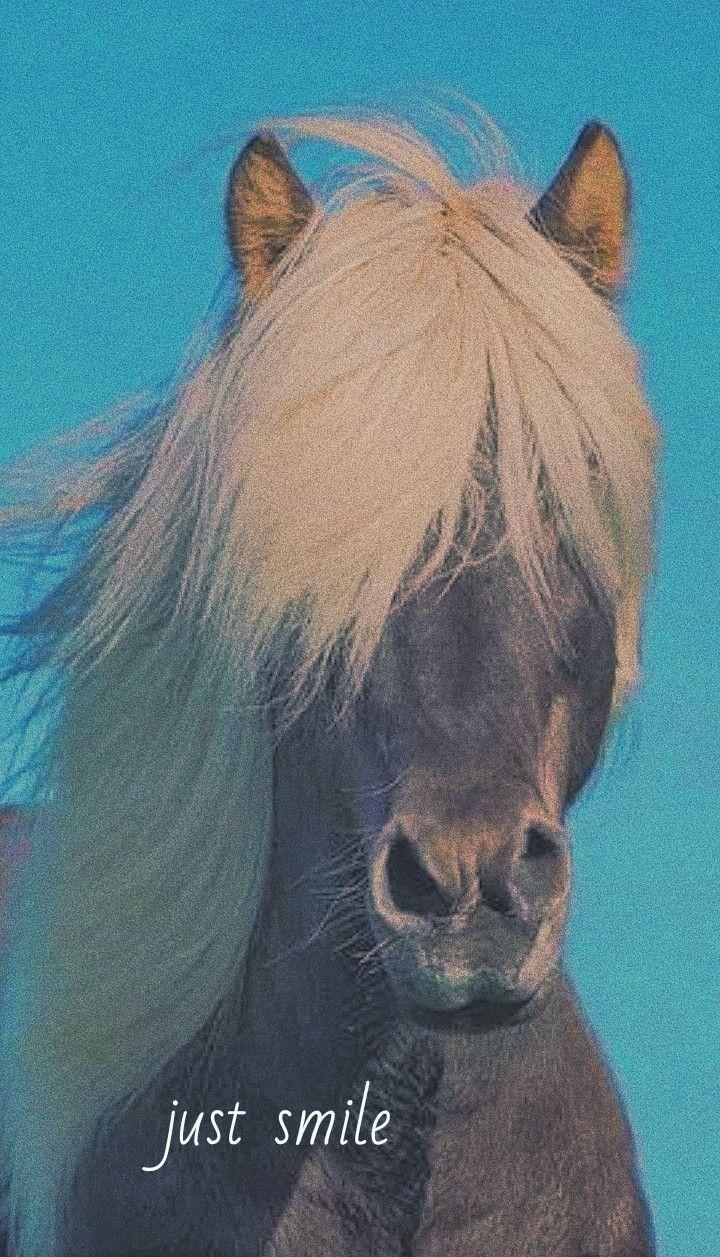 Ella Aesthetic On Horse Wallpaper Horses Cute