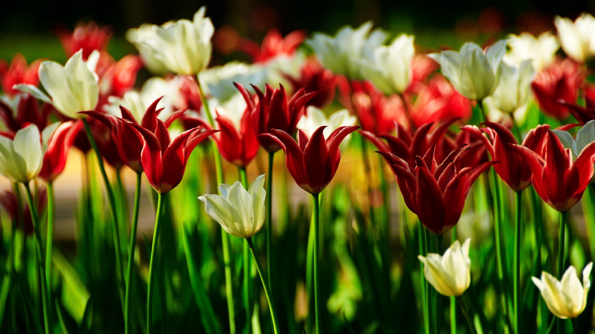 Field Tulips HD Wallpaper Magic4walls
