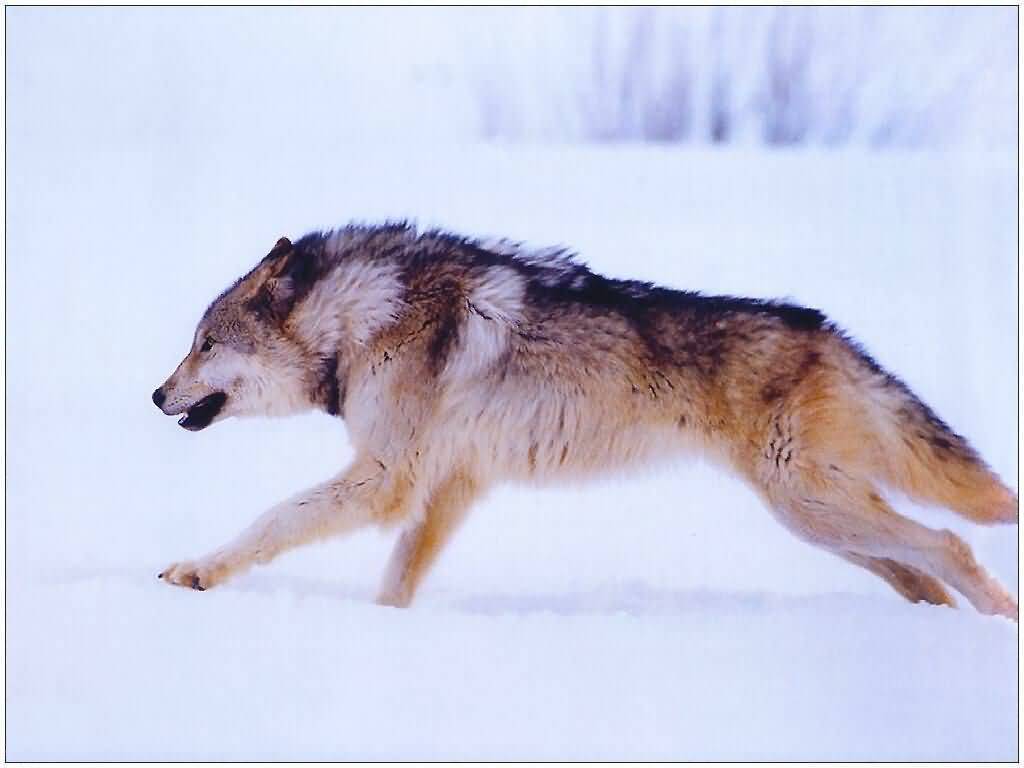 Running Wolf Wolves Wallpaper