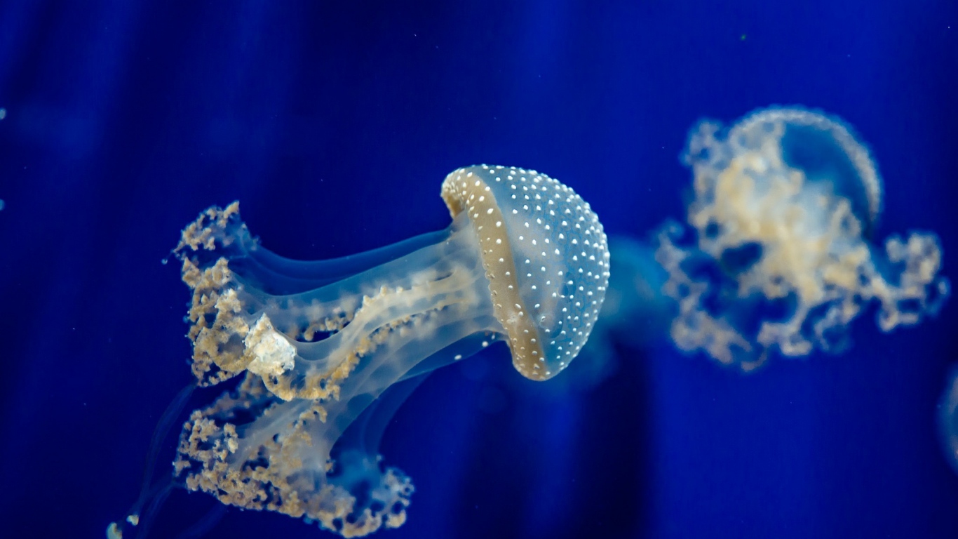 Jellyfish Sea Underwater Fish Blue Ocean Wallpaper Wallpaperbyte