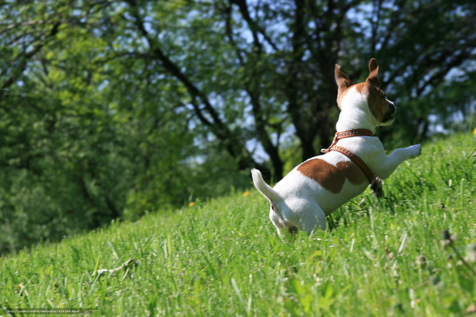 Wallpaper Dog Jack Russell Terrier Happy Runs Desktop