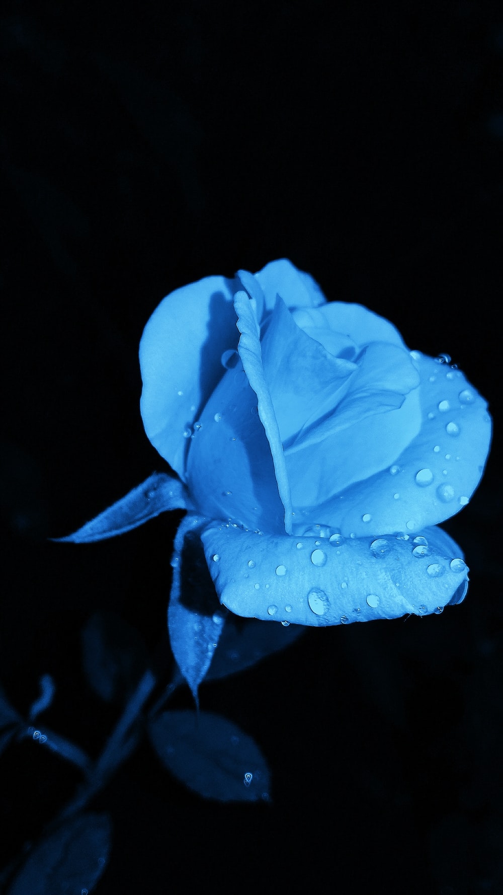 Blue Roses Pictures HD Image