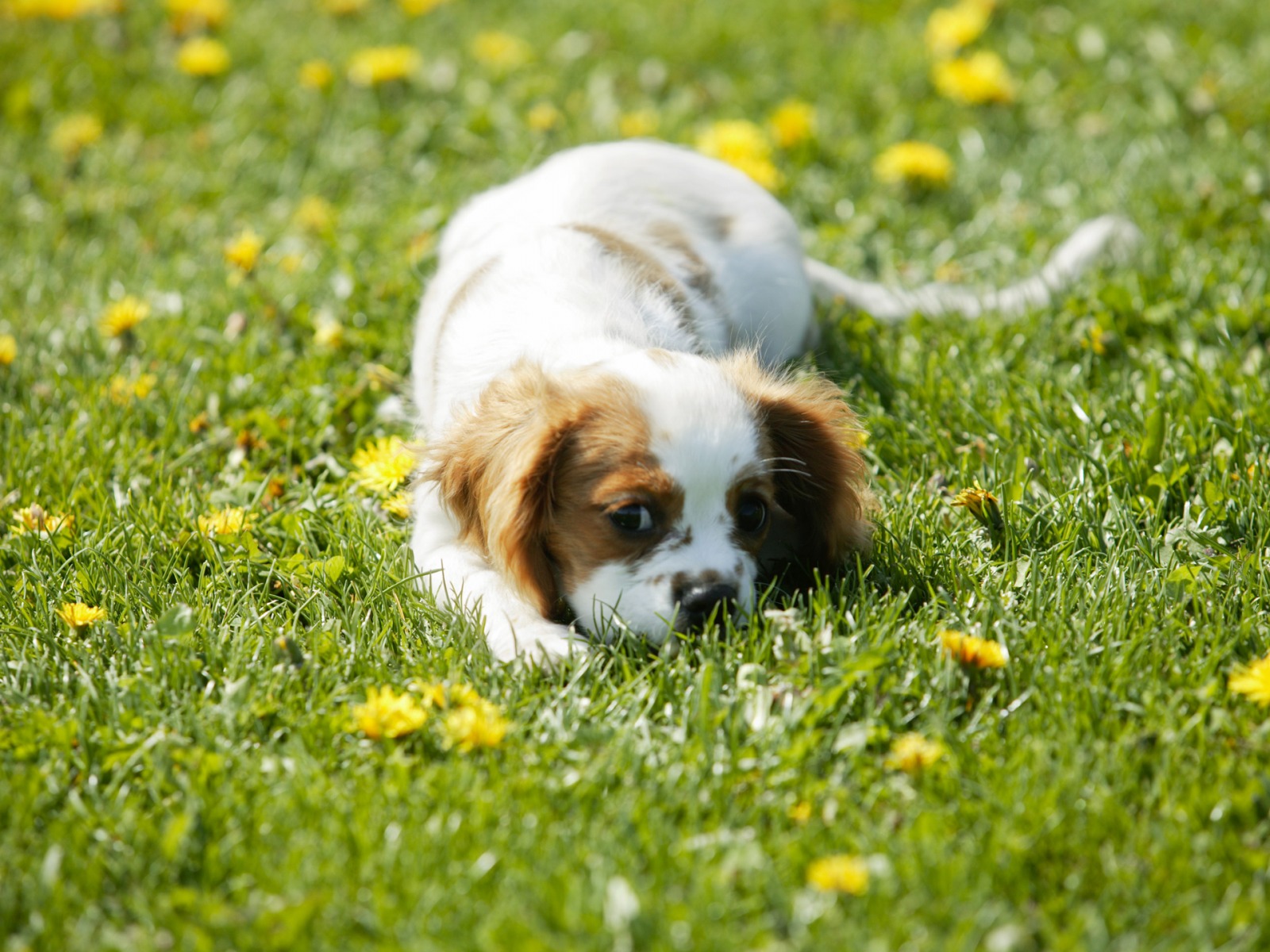 Puppy Dogs Animals Small Grass Flower Wallpaper