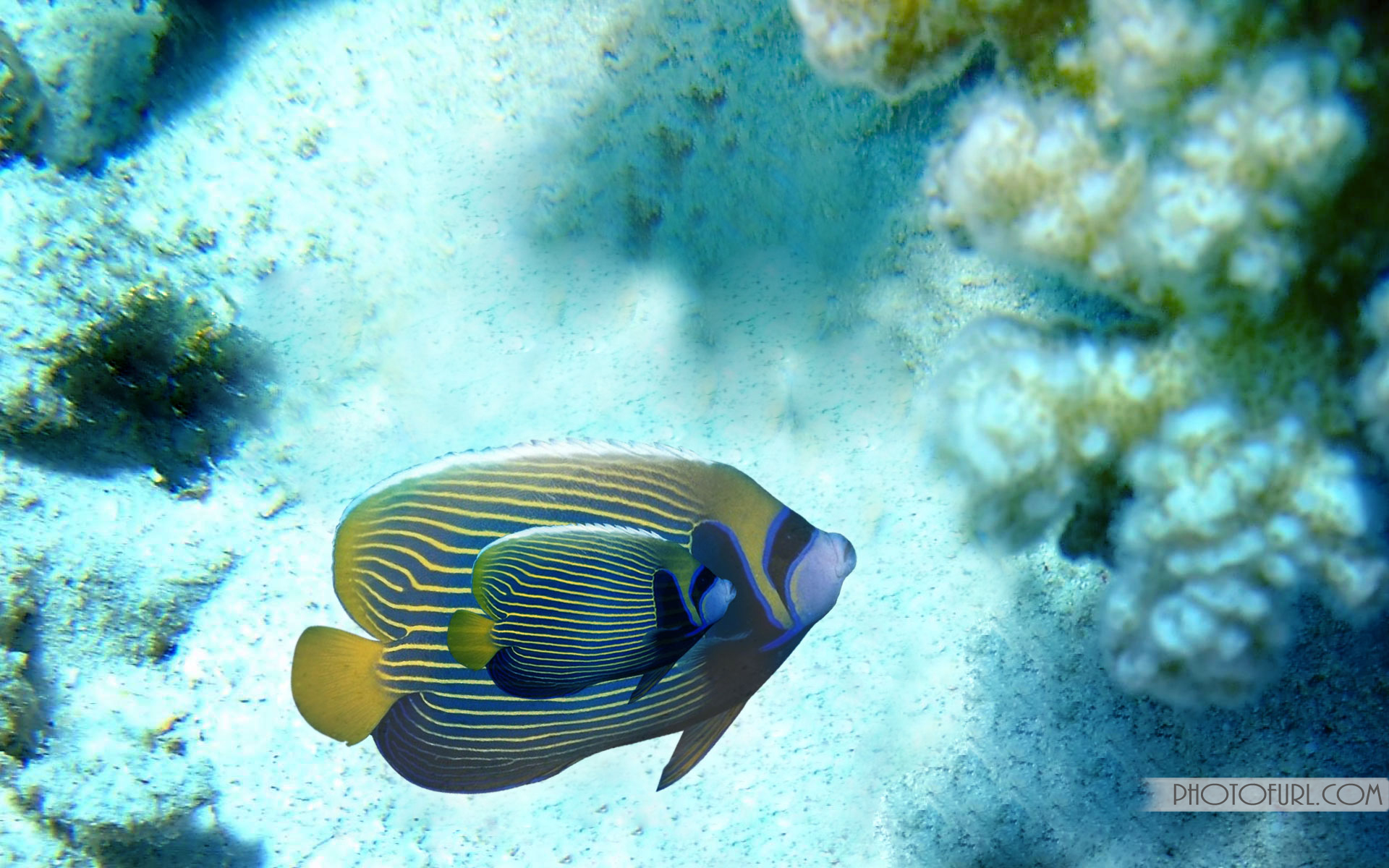 Reef Fish Desktop Wallpaper