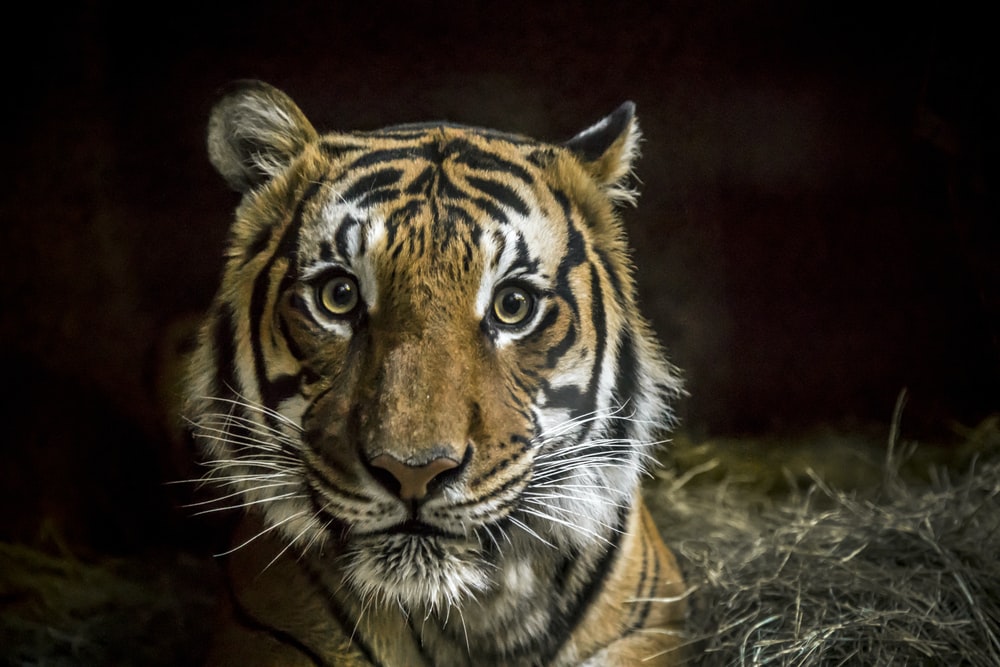 Tiger With Black Background Photo Animal Image