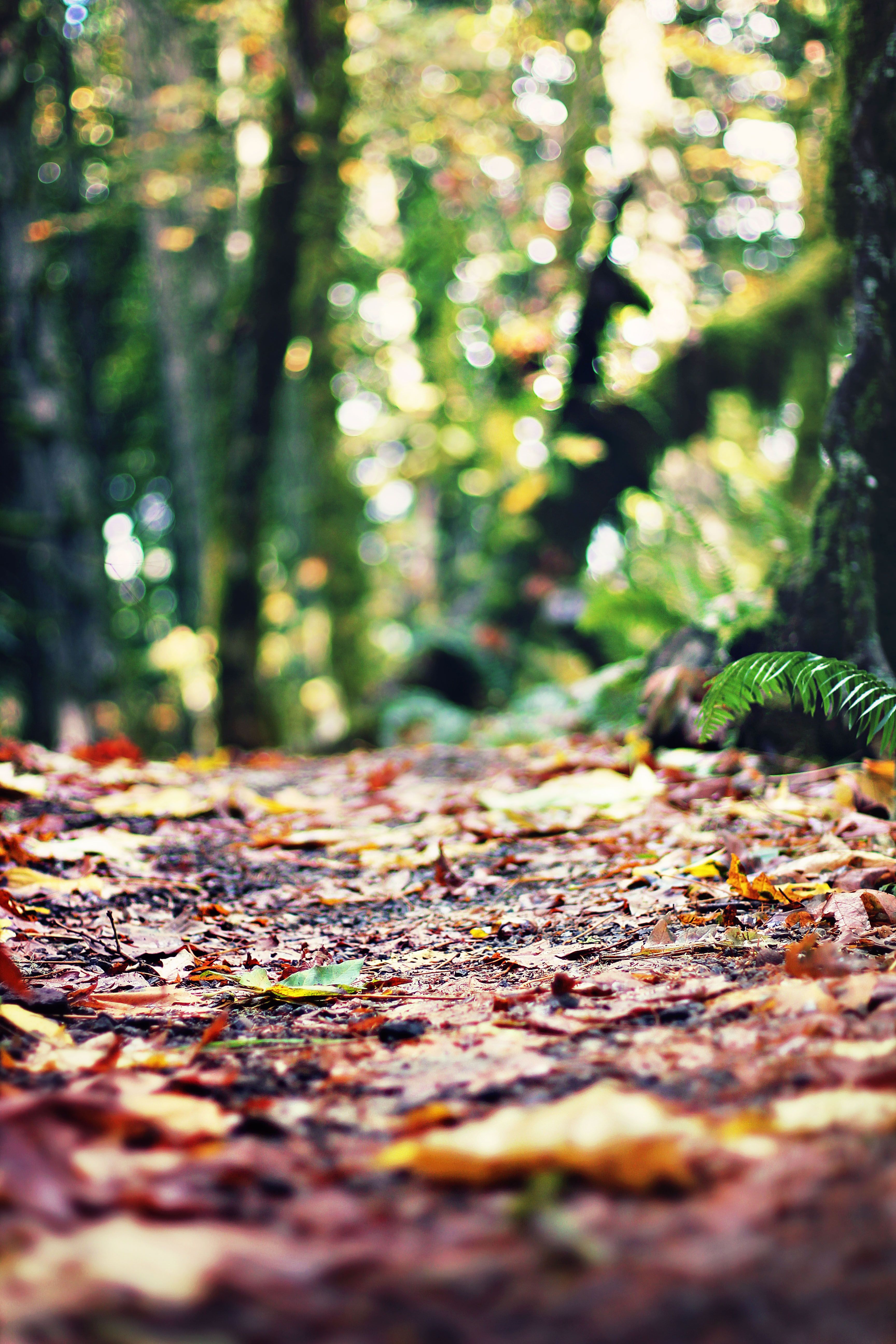 Fall Hike Picsart Background Love Image Blur