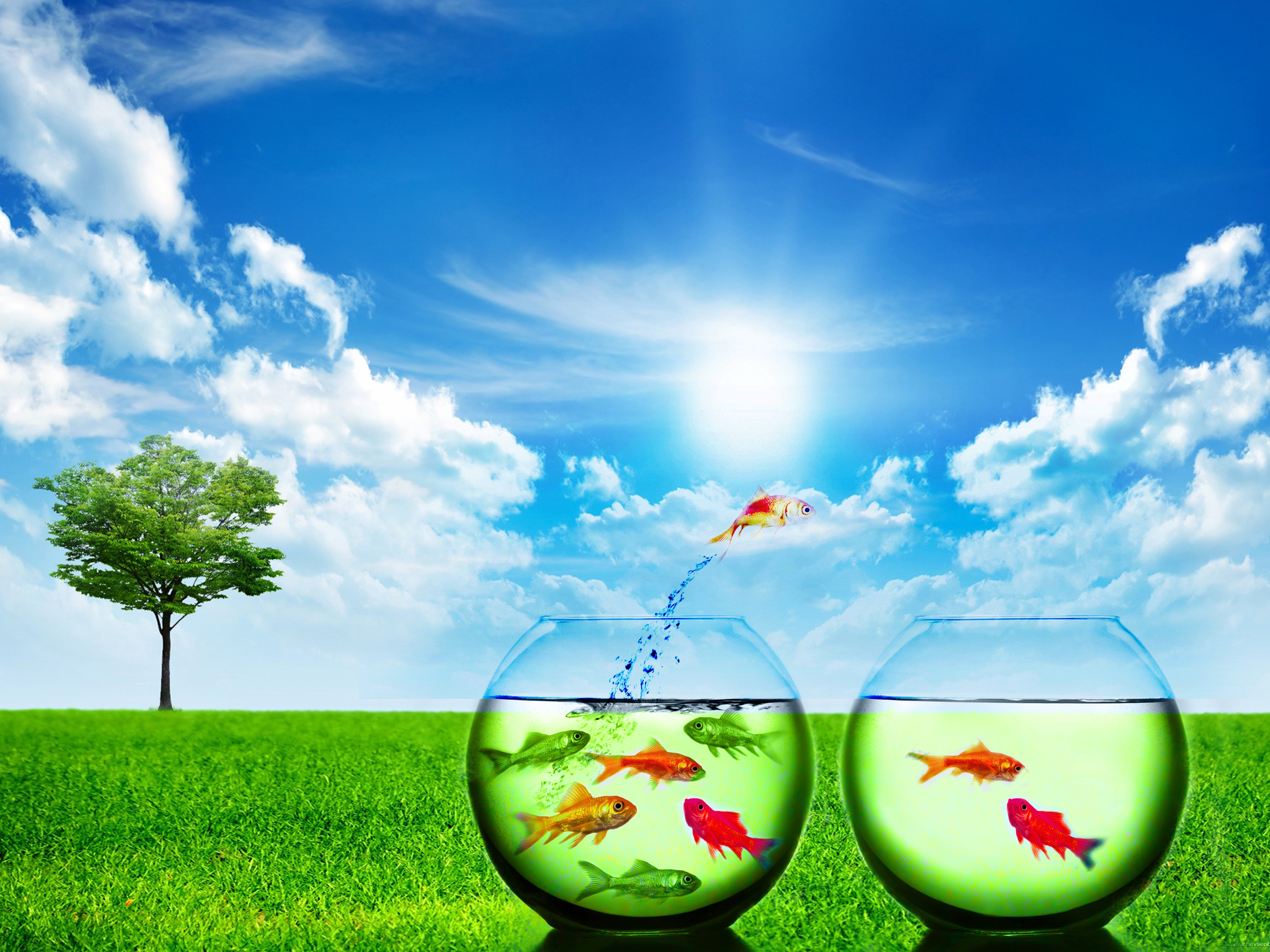 Nature Wallpaper With Two Bowls Having Water Inside And Fish