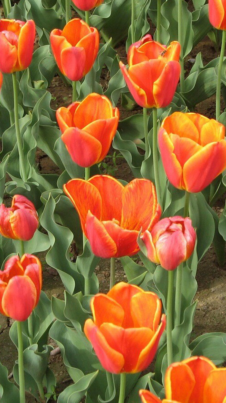Red Tulips iPhone Wallpaper HD