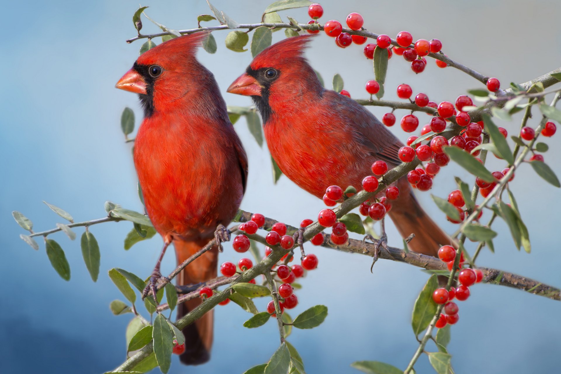 Berry Branch Tree Red Bird Animal Cardinal HD Wallpaper By Bonbarry