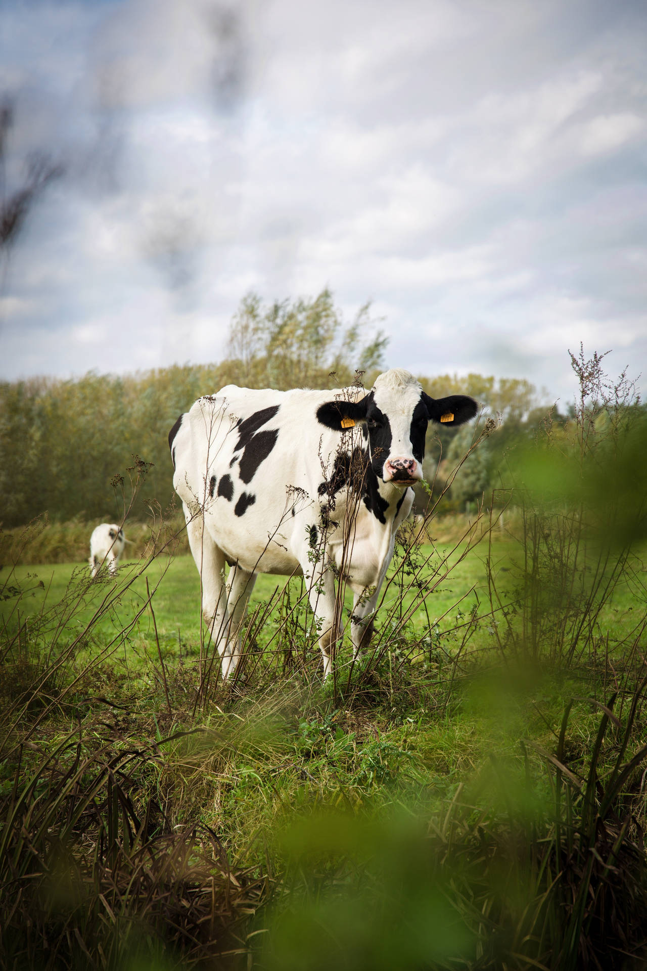 Farm Animal Wallpaper