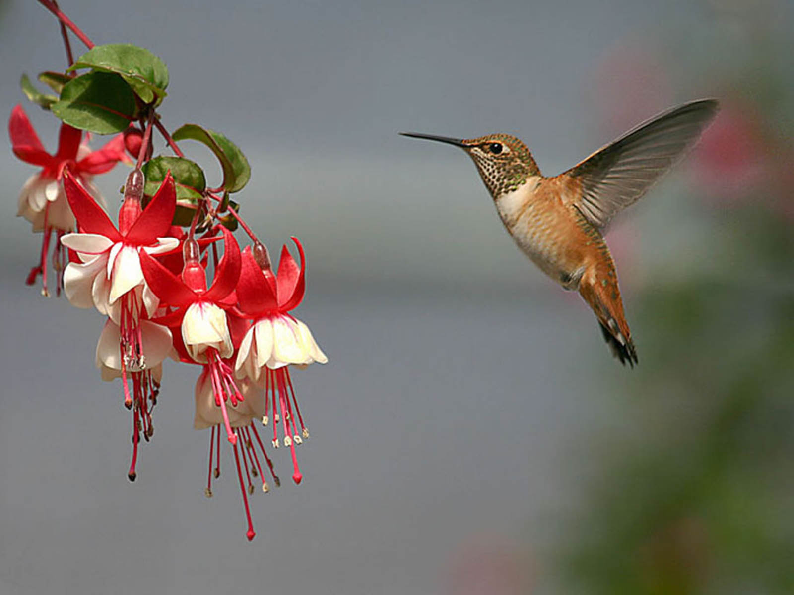 Free Hummingbird Desktop Wallpaper - WallpaperSafari