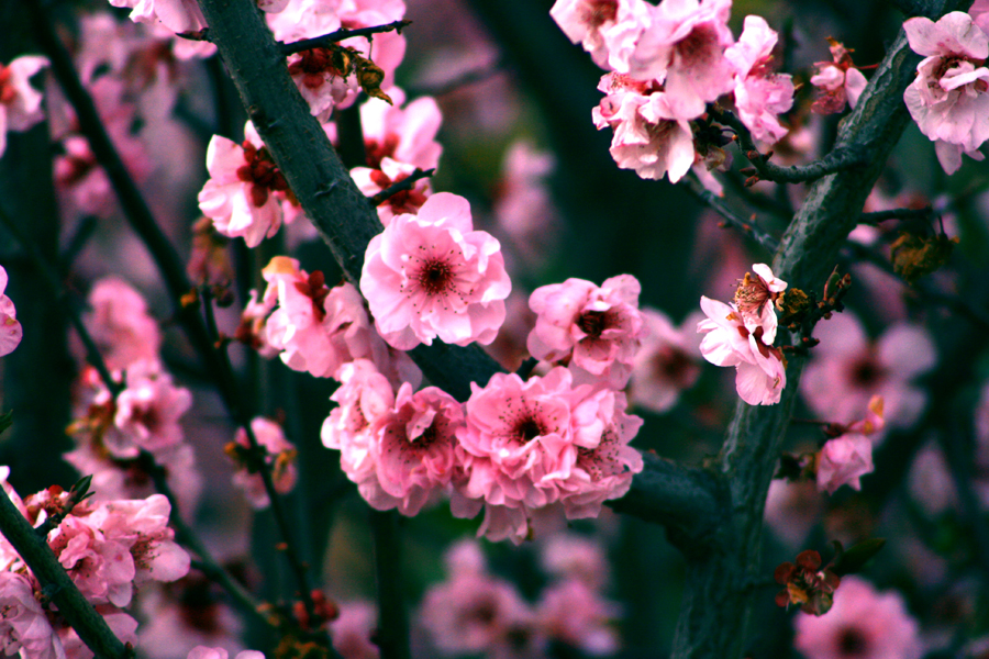 Apple Blossom Wallpaper By Crazychance89