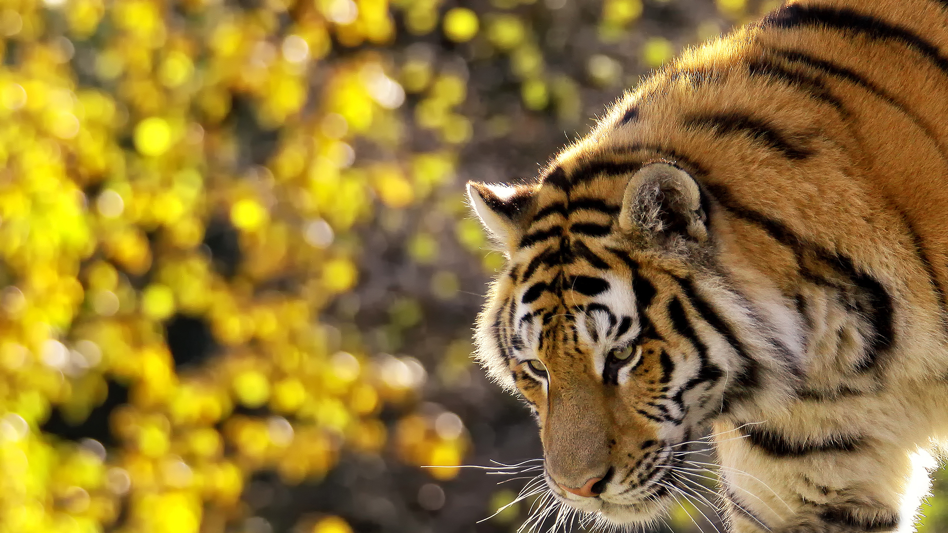 Beautiful Tiger In Nature