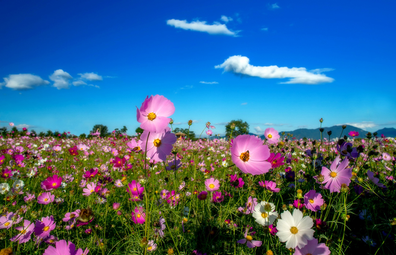 Desktop Wallpaper Sky Flower Fields Cosmos Plant Many