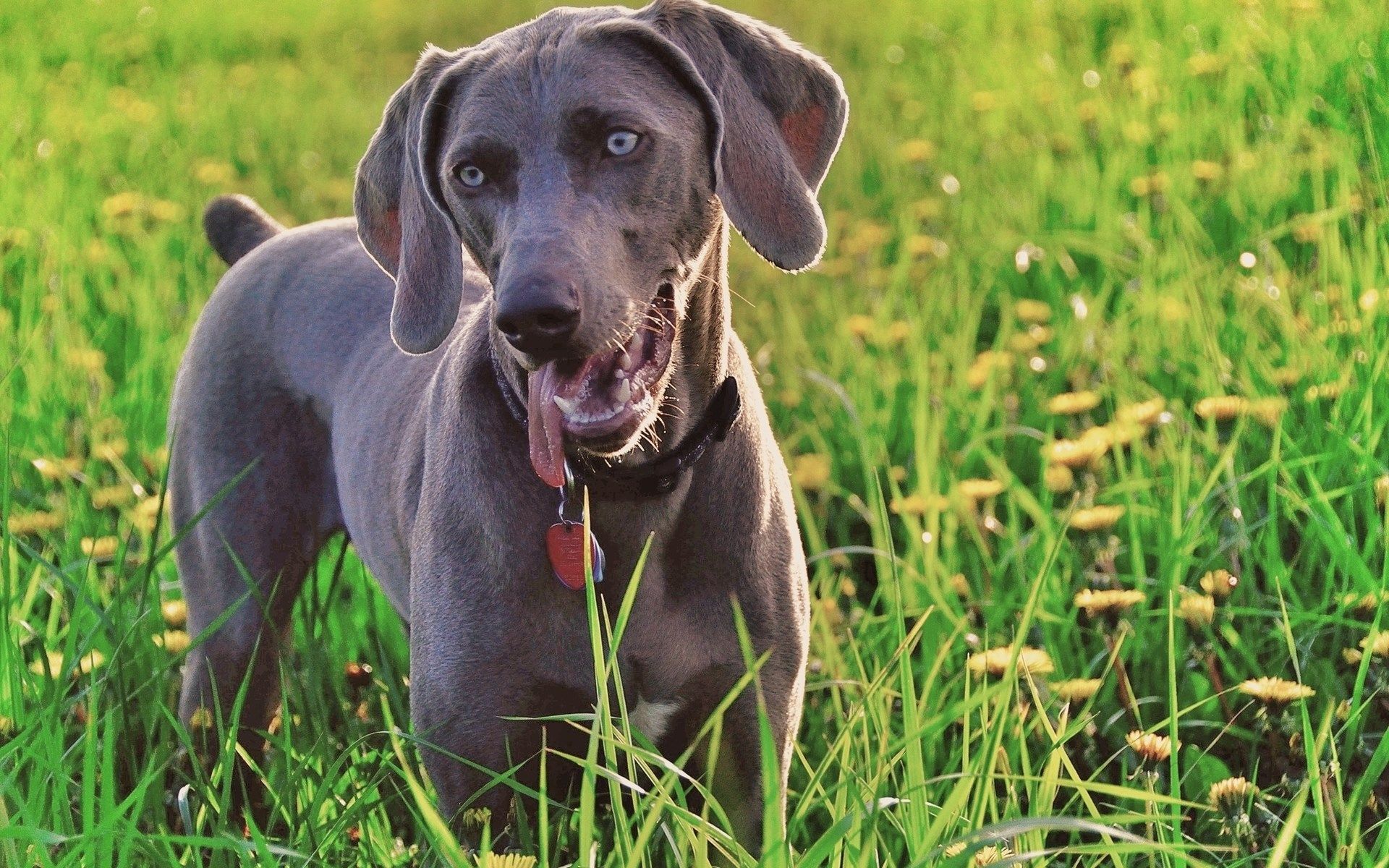 Weimaraner Wallpaper 1080p High Quality Category