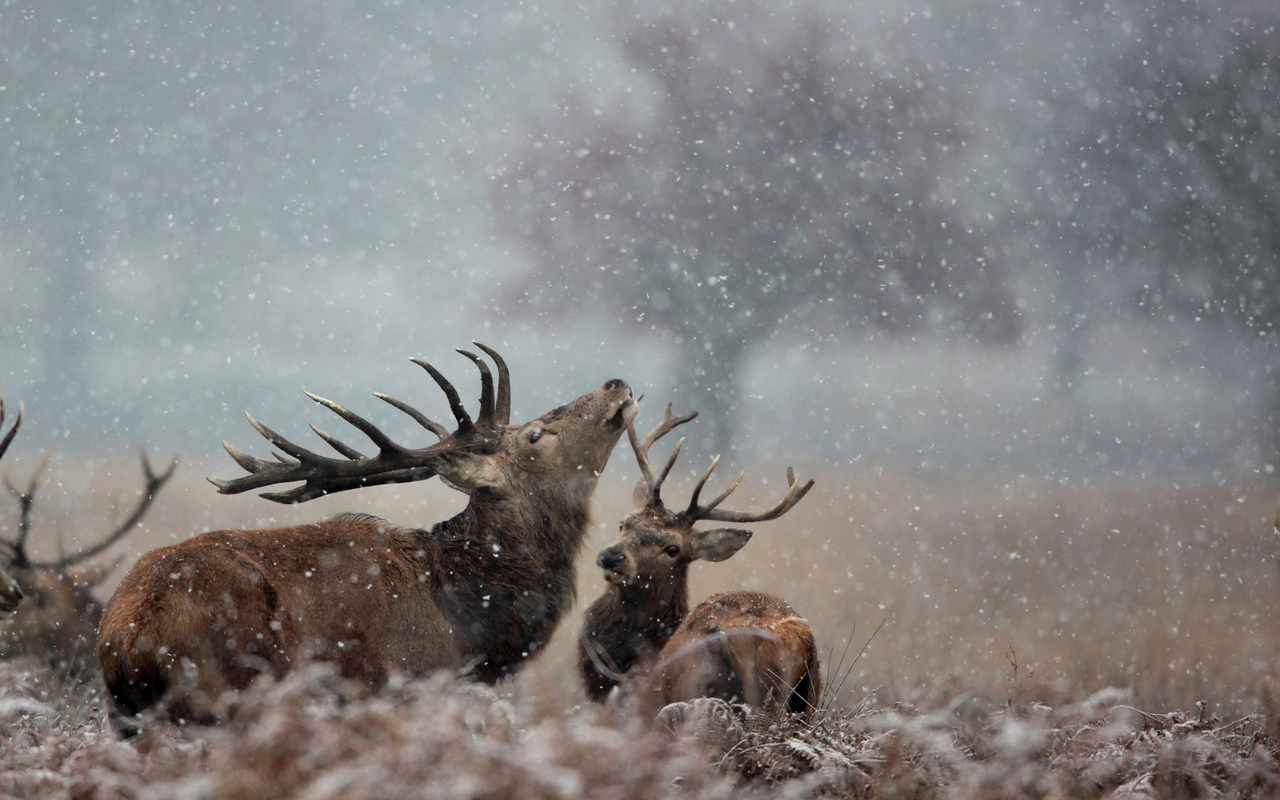 Snowflake Snow Field Season Winter Animal Deer HD Wallpaper
