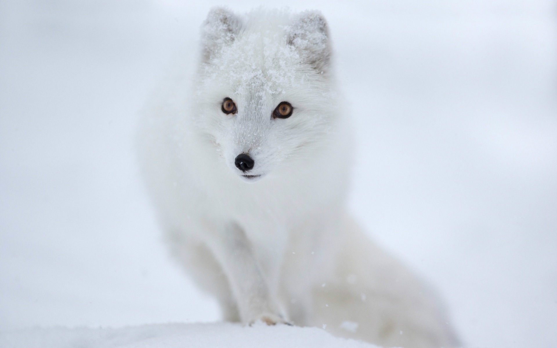 Arctic Fox Animal HD Wallpaper