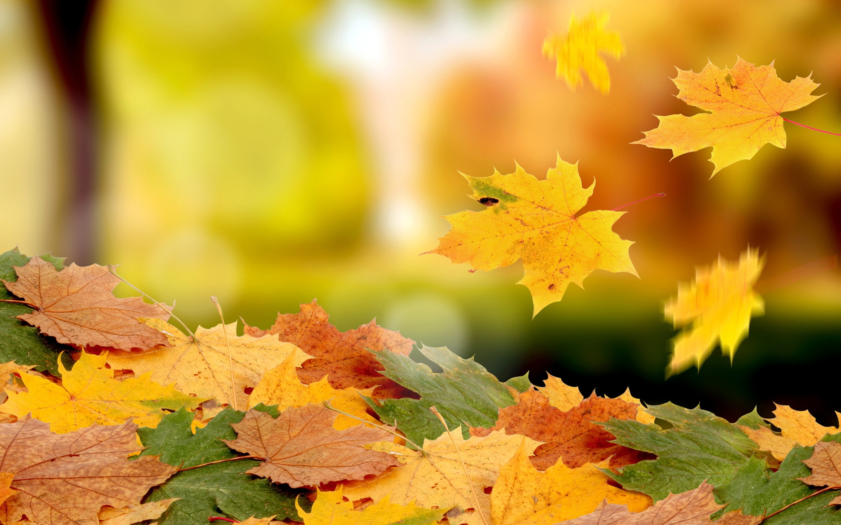 Beautiful Autumn Leaves Wallpaper