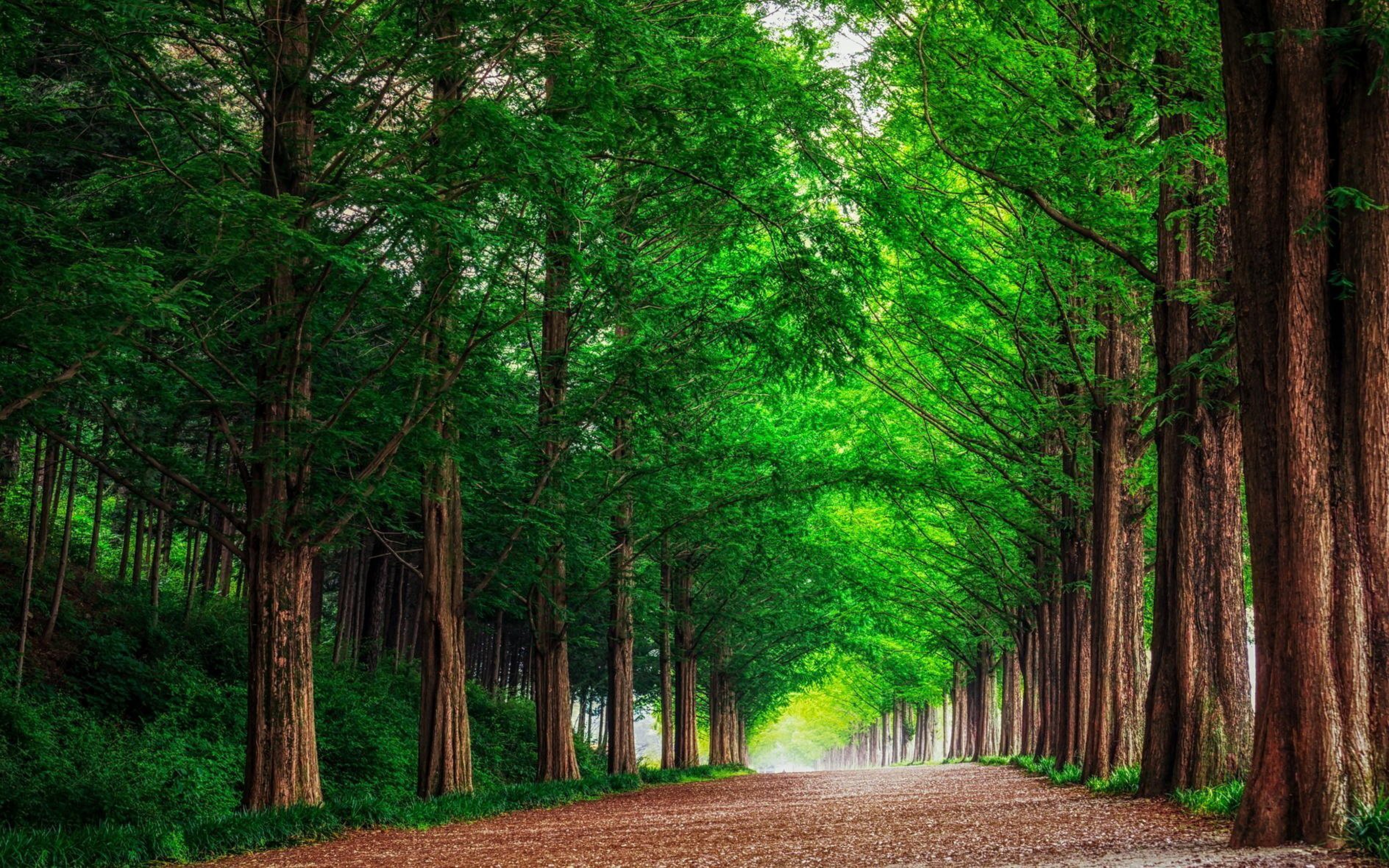 HD Background Green Forest Trees Straight Road Wallpaper
