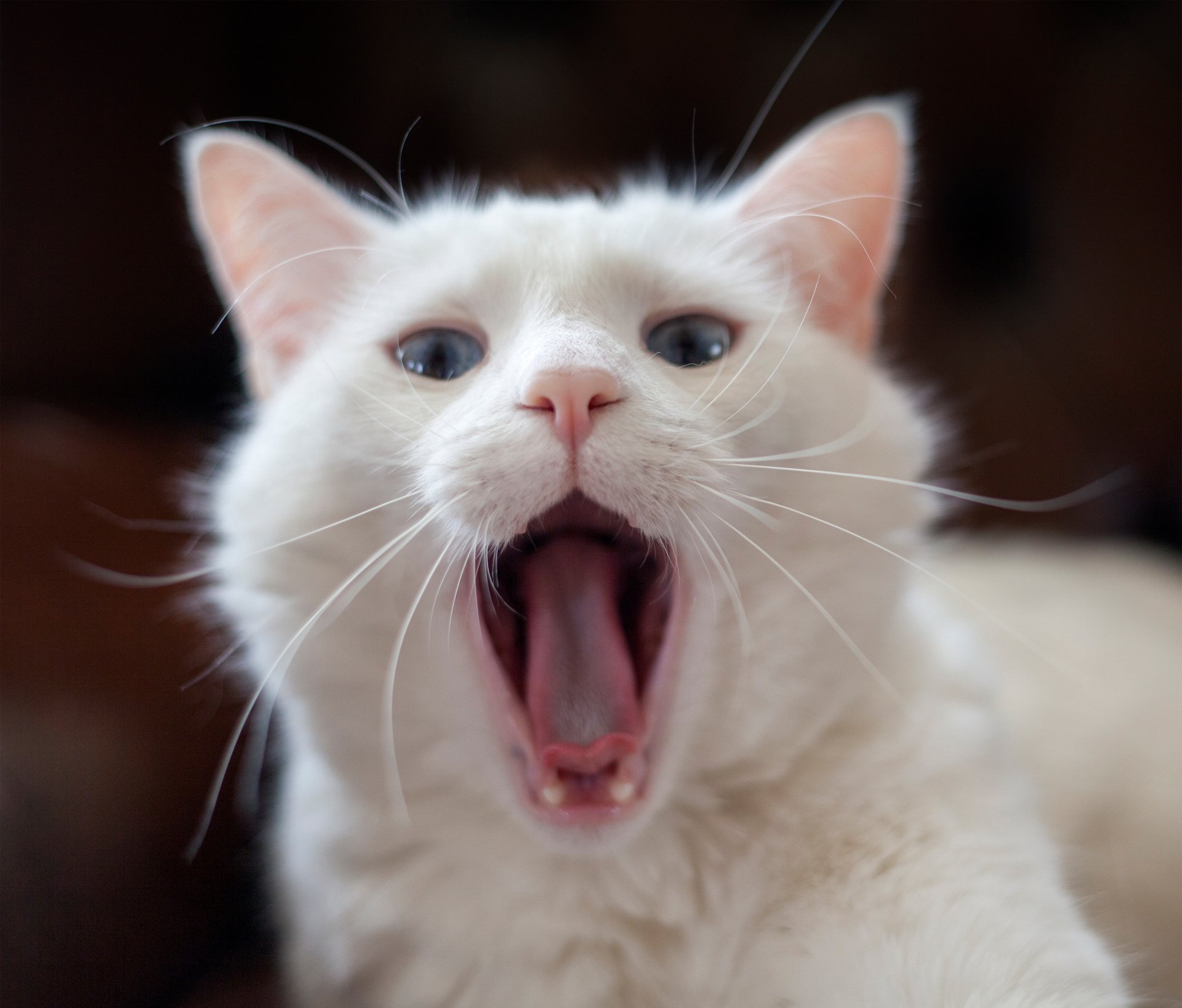 Animal Cat 4k Ultra Hd Wallpaper