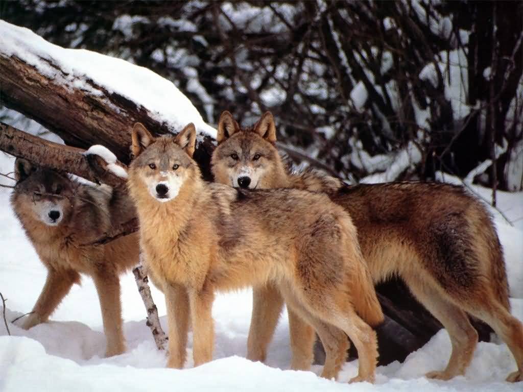 Pack Of Wolves Amazing Photo
