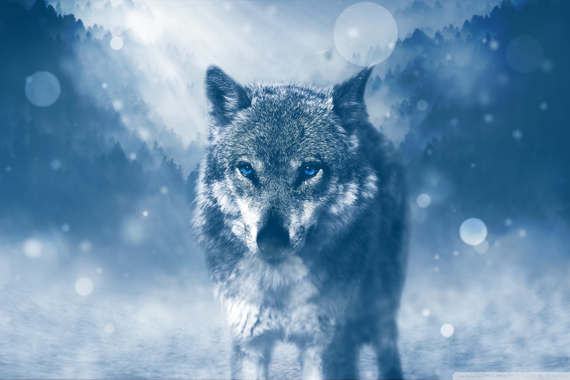 Wolf Winter Ultra HD Desktop Background Wallpaper For 4k UHD Tv