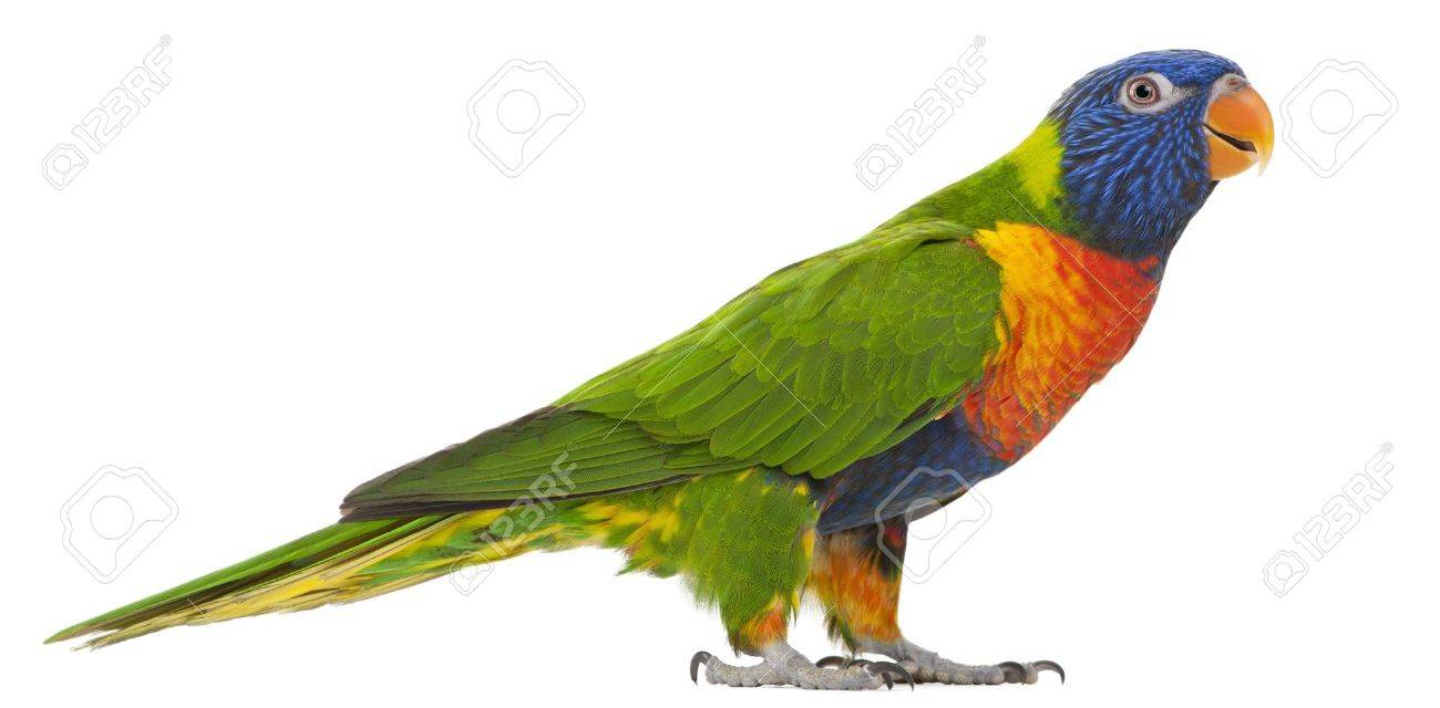 Free download Rainbow Lorikeet Trichoglossus Haematodus 3 Years Old ...