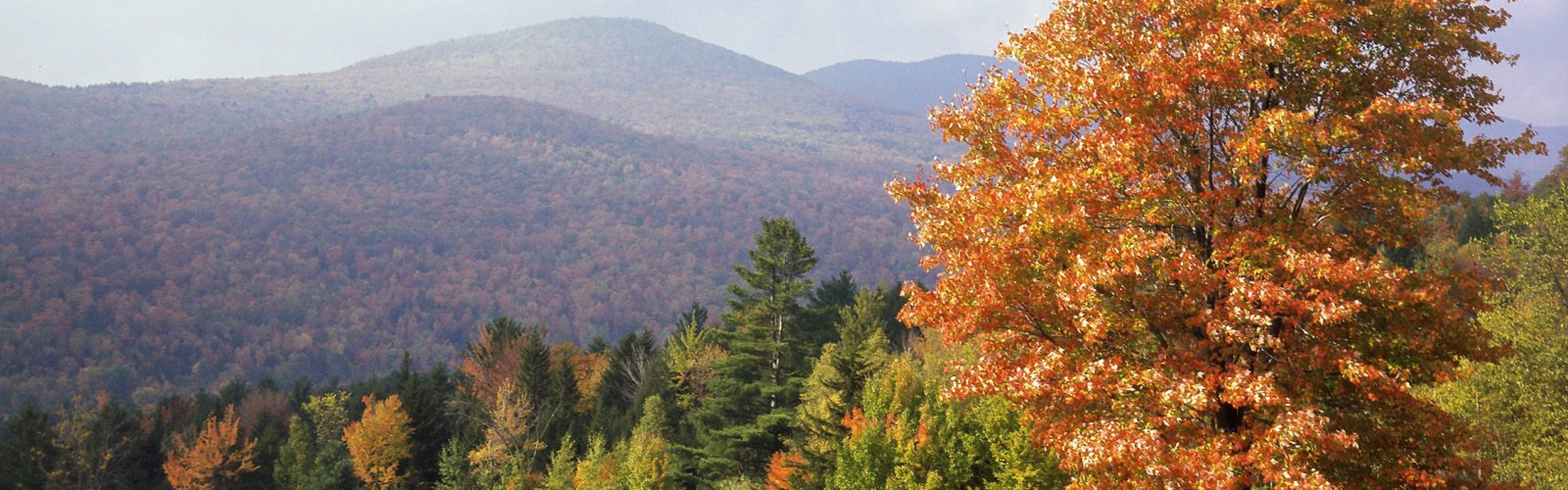 Wallpaper Park Vermont Trees Autumn Dual Wide HD